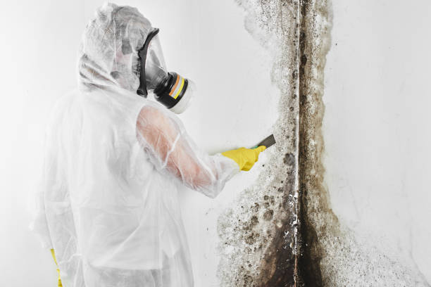 Best Mold Damage Repair  in Searingtown, NY