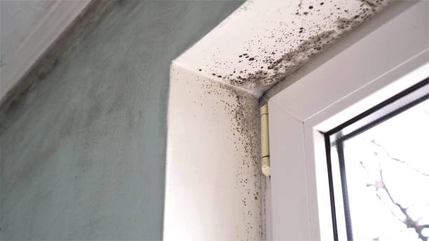 Best Mold Damage Repair  in Searingtown, NY