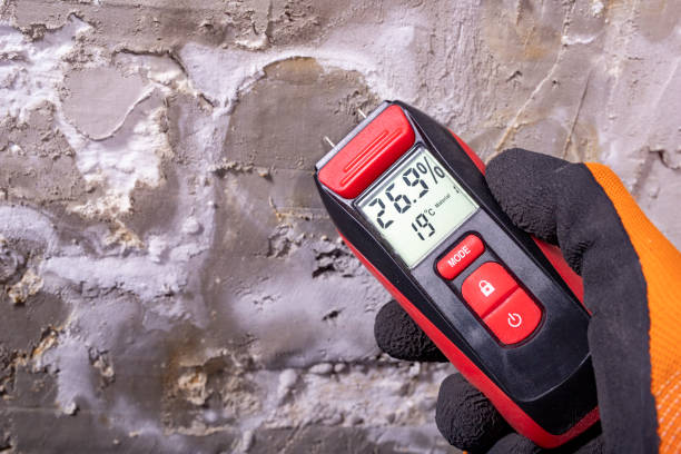 Best Local Mold Removal Service  in Searingtown, NY