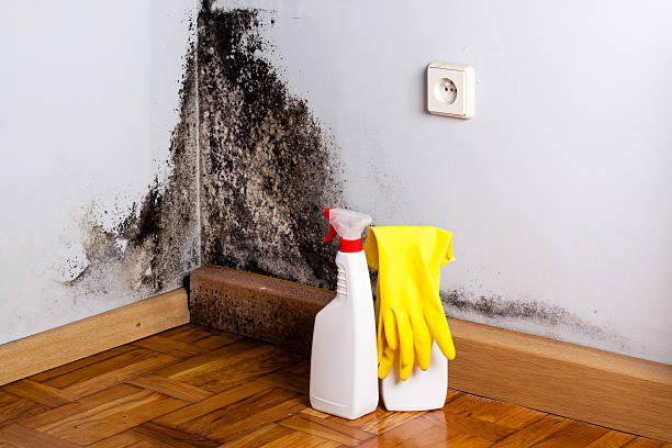 Best Certified Mold Removal  in Searingtown, NY