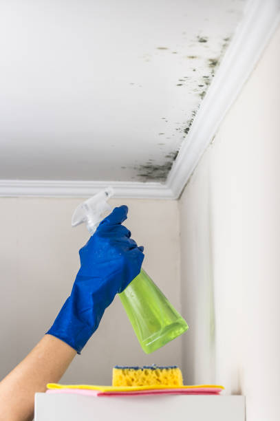 Best Residential Mold Removal  in Searingtown, NY